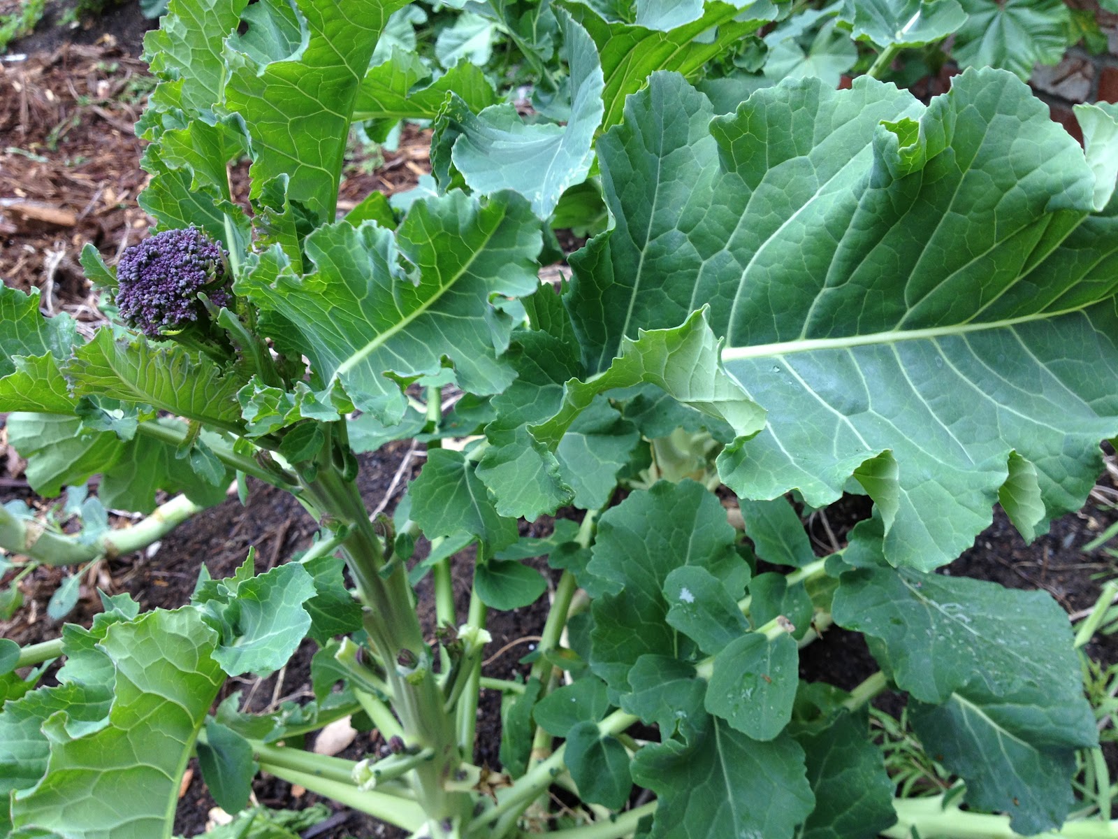 Gomen (Ethiopian Collard Greens)